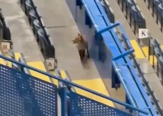 神秘来客？在切尔西对阵巴萨冠军联赛之前，一只狐狸闯入球场看台。